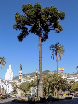 Premio Sacha Araucaria De La Plaza De La Independencia Reto De