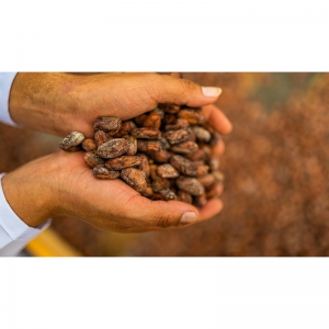  - jalisco,asociacion de productores de cacao fino de aroma de carlos julio arosemena tola -tsatsayaku