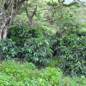  - "loja sabor a café; sistemas agroforestales, bosques + café",