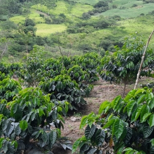  - "loja sabor a café; sistemas agroforestales, bosques + café", guadalajara