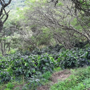  - jalisco,"loja sabor a café; sistemas agroforestales, bosques + café"