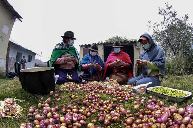 VARIEDADES DE PAPAS EN COLTA