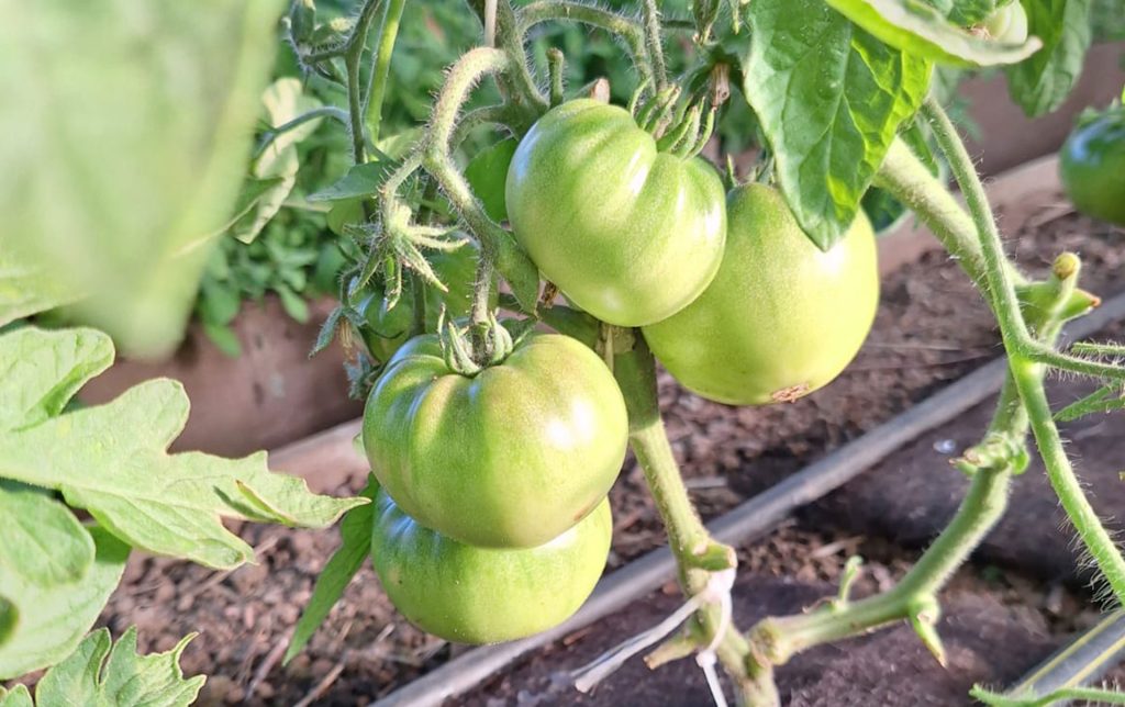 AGROPELO6