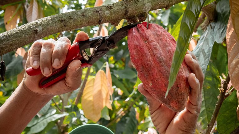CACAO_0005__DSF6849