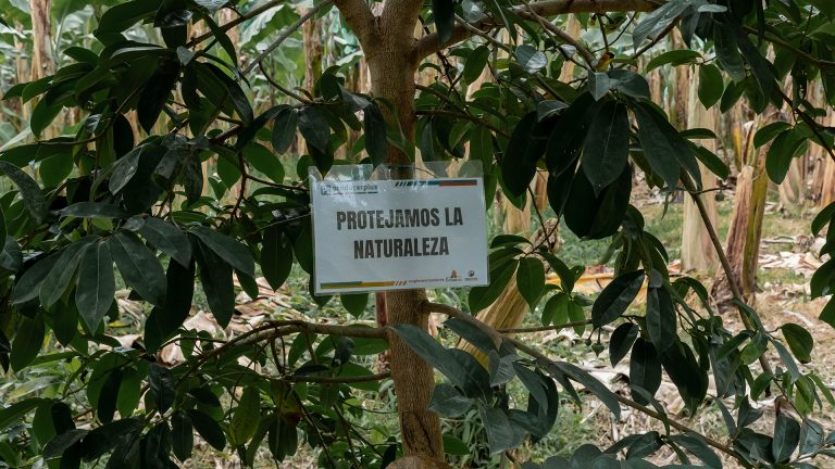 CACAO_0006__DSF6828