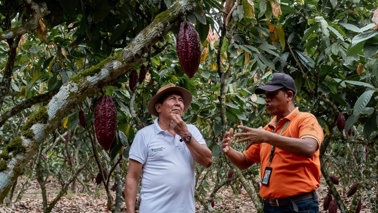 CACAO_0007__DSF6714