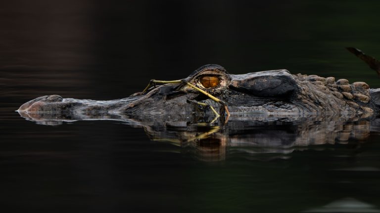 EYE SEE YOU
