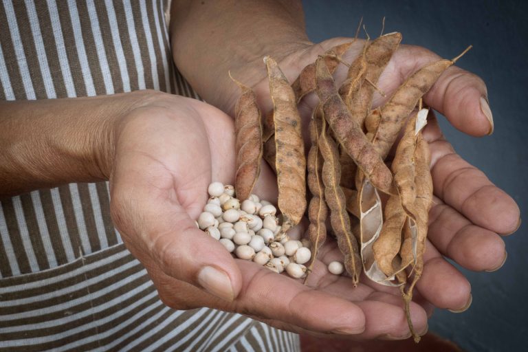 Frijoles de árbol