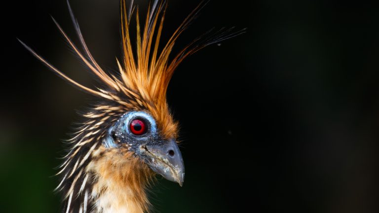 PREHISTORIC PUNK