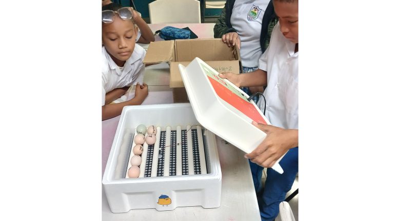 encubadora_0000_Niños aprendiendo a utilizar una incubadora por primera vez