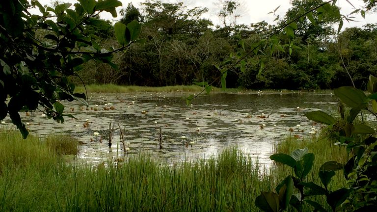 guatemala_0000_preservación de la flora y fauna