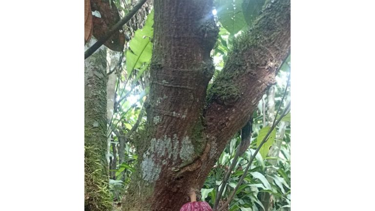 nuevomodelo_0004_Cacao