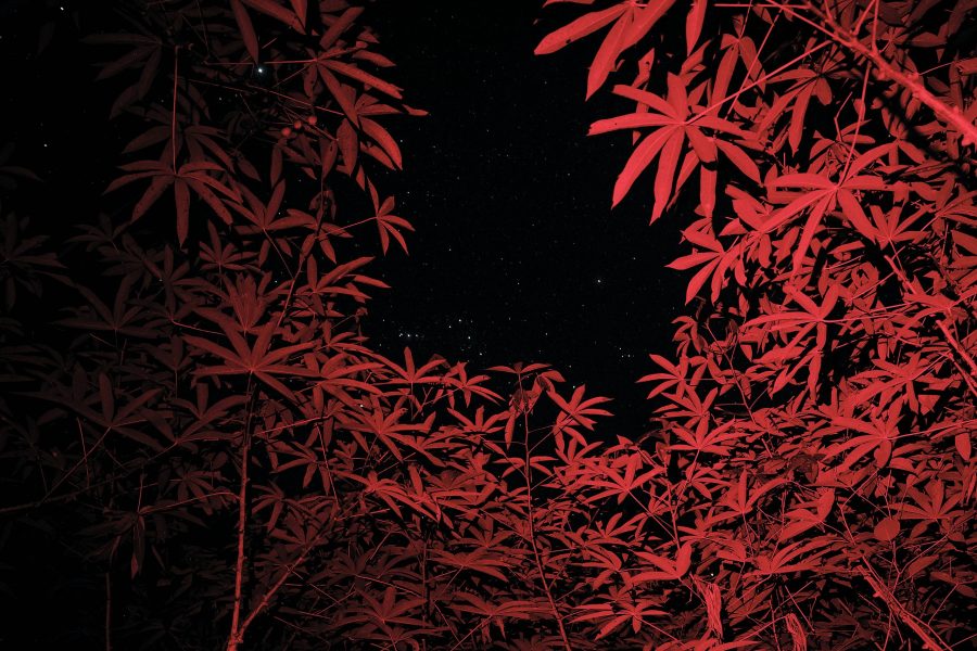 De noche, bajo un cielo estrellado, la chagra de yuca se ilumina de rojo en el Amazonas colombiano.
La luz roja evoca la sangre y el ciclo menstrual, símbolos de la fuerza vital femenina. En muchas comunidades, las mujeres eligen dedicar tiempo especial a la chagra durante su etapa más fértil, reforzando su vínculo con la tierra. Como el cuerpo que menstrúa, la yuca brava atraviesa una transformación antes de poder nutrir y sostener la vida, reflejando la conexión profunda entre mujer, tierra y alimento.
