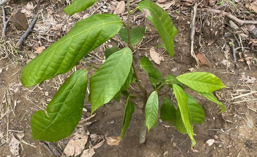 10.- ESTADO DE PLANTA CACAO SEMBRADA MARZO DEL 2025