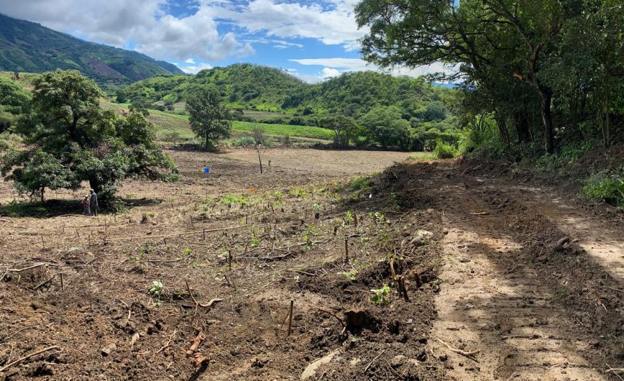 11.- VISTA TERRENO SEMBRADO DE CACAO Y PLATANO