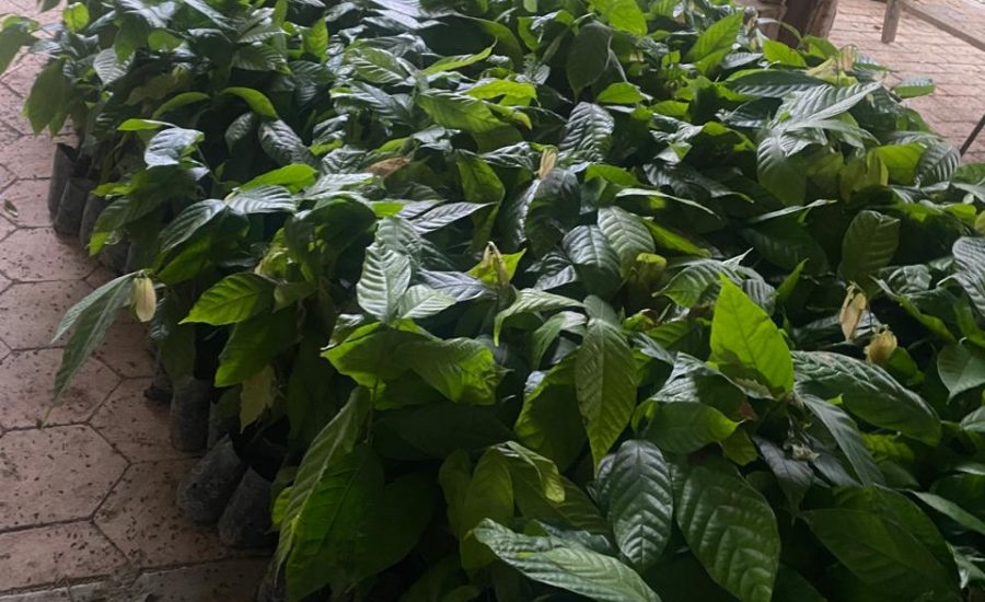 3.- PLANTAS DE CACAO VARIEDAD 800 QUE SE SEMBRARON