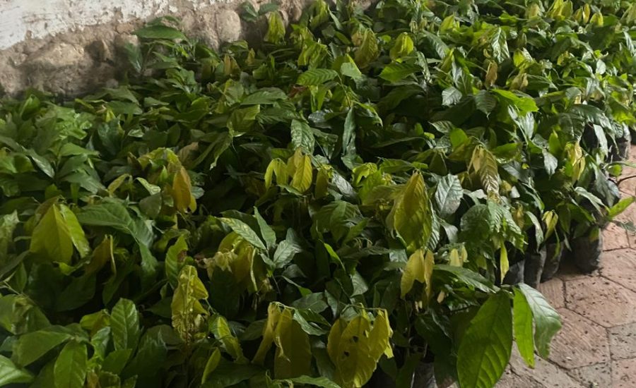 4.- PLANTAS DE CACAO VARIEDAD 801 QUE SE SEMBRARON