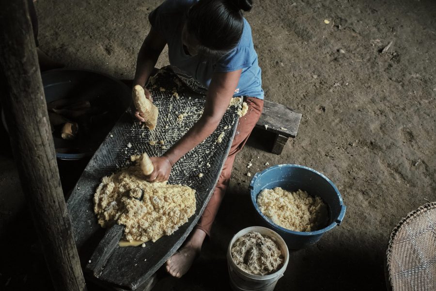 Claudia ralla yuca brava recién cosechada en la comunidad Tayazú, Vaupés. Este paso forma parte del proceso para eliminar el cianuro natural de la raíz antes de lavarla, exprimirla y cocinarla.
En manos de las mujeres, la raíz tóxica se transforma en alimento cotidiano. Cada gesto refleja paciencia, destreza y conocimiento ancestral transmitido de generación en generación, sosteniendo la vida y la salud de toda la comunidad.