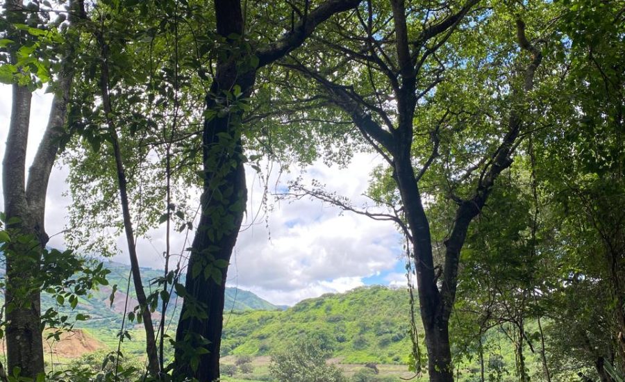 7.- SIEMBRA DE CACAO , VISTA DE ARBOLES NATIVOS