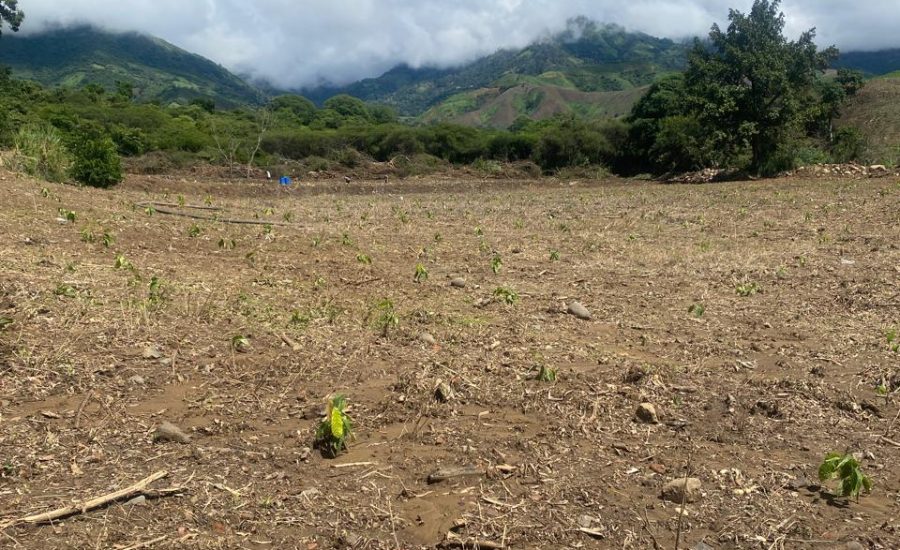 9.- TERRENO SEMBRADO DE CACAO
