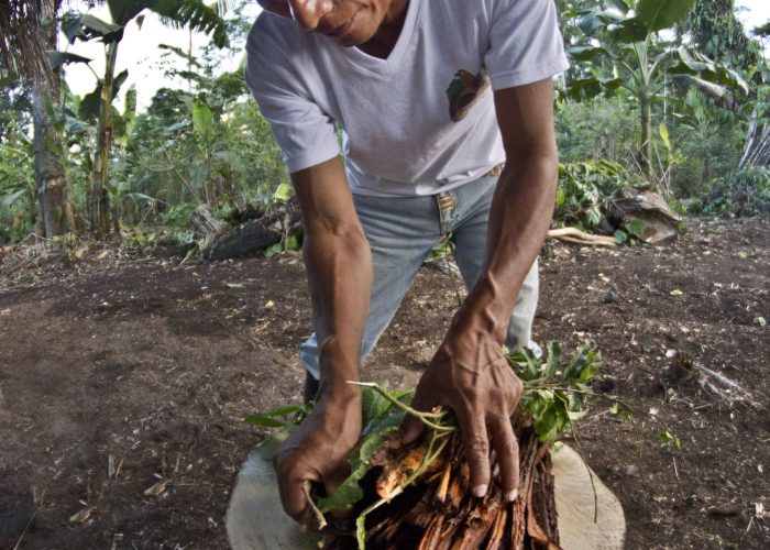 ayahuaska 1